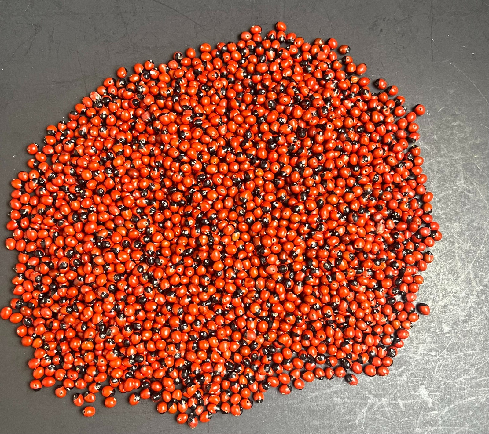 Lot of 100 New Baby Huayruro Seeds Red and Black Drilled 5 to 6 mm