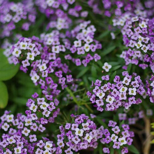 Violet Queen Alyssum Seeds | Purple Alyssum | Heirloom | Free Shipping | 1212