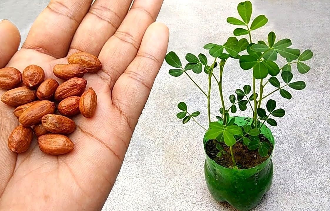 Spanish Peanut Seeds – 10 Pack for Growing Annual Warm-Season Plants, High Yield