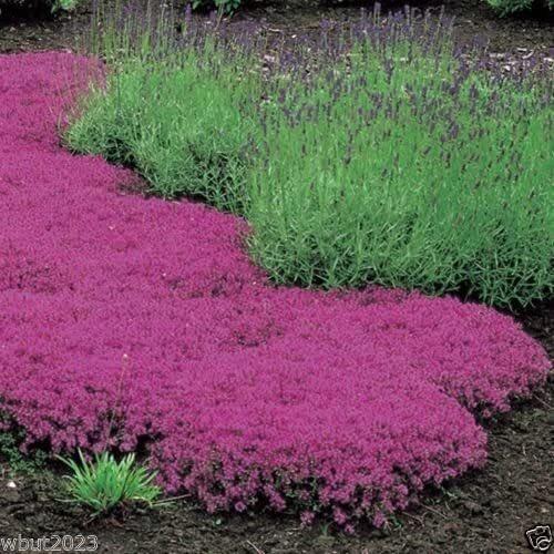 500 Creeping Thyme Seeds – Magic Carpet – Thymus Serpyllum – Perennial Ground Co