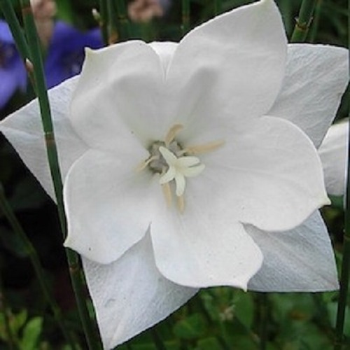 40+ WHITE PLATYCODON DOUBLE BALLOON FLOWER SEEDS / PERENNIAL
