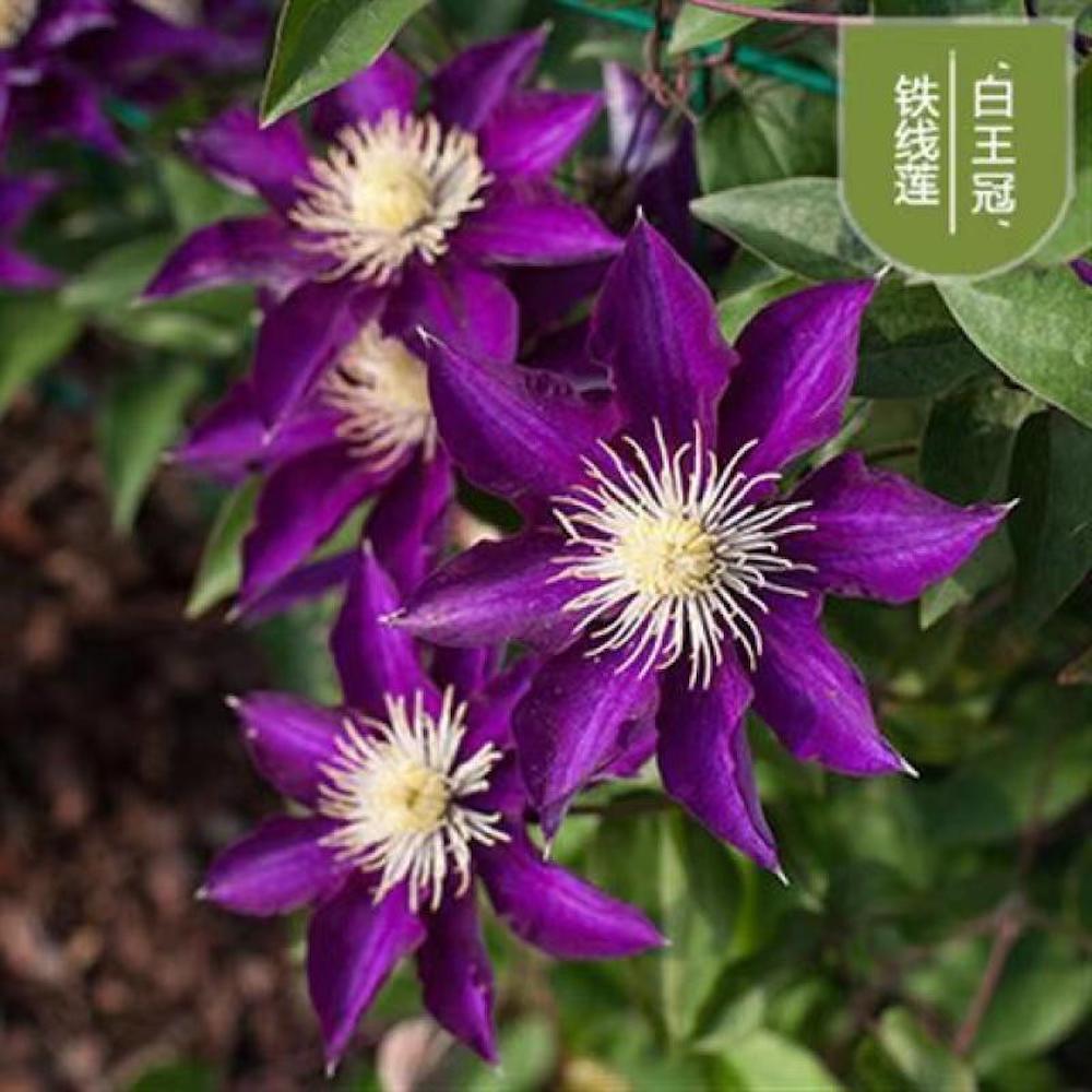 25pc CLEMATIS SEEDS Garden Plant Flower vine climber USA seller FREE shipping