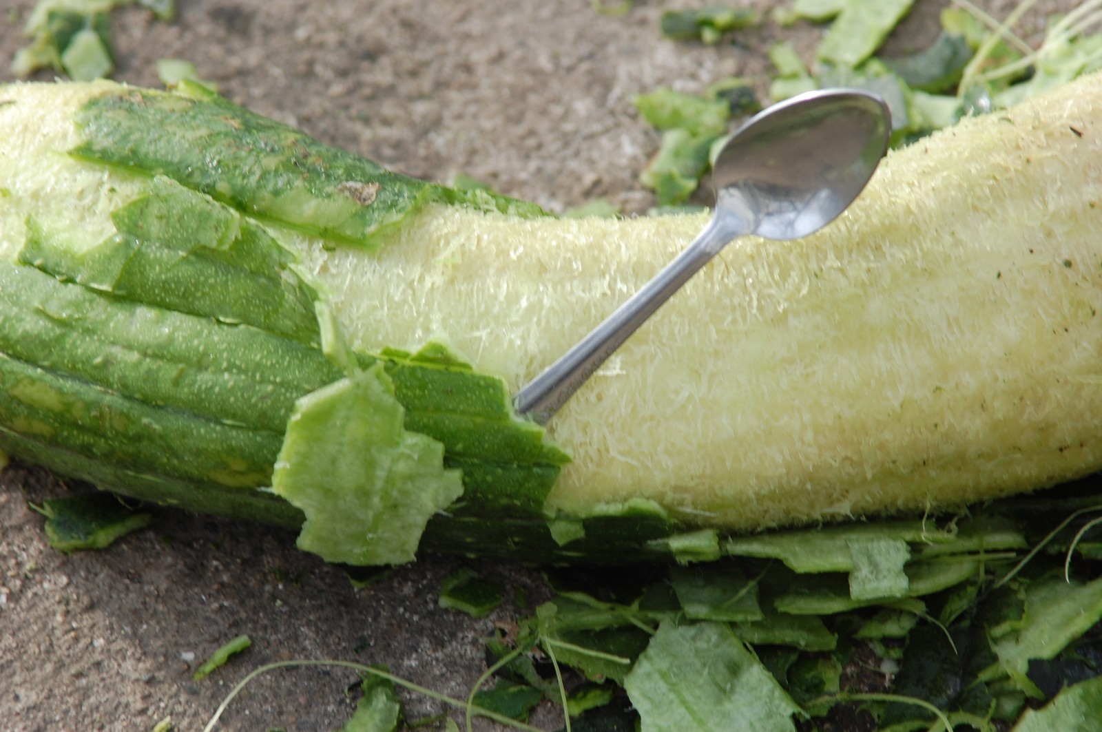 30+LUFFA SPONGE GOURD Seeds Loofah Loofa Lofa Heirloom Vine Garden Container