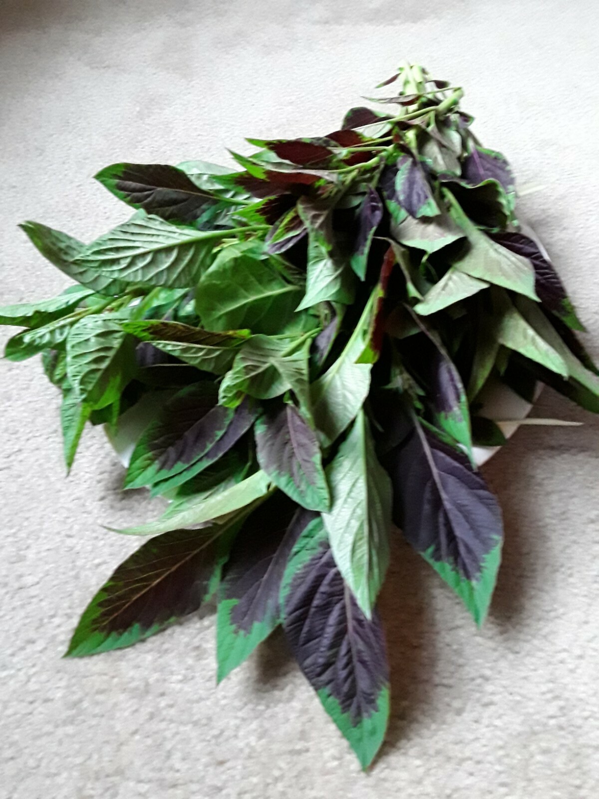 200 Celosia Argentea, Lagos spinach Shoko Yokoto Flamingo Feathers seeds Edible