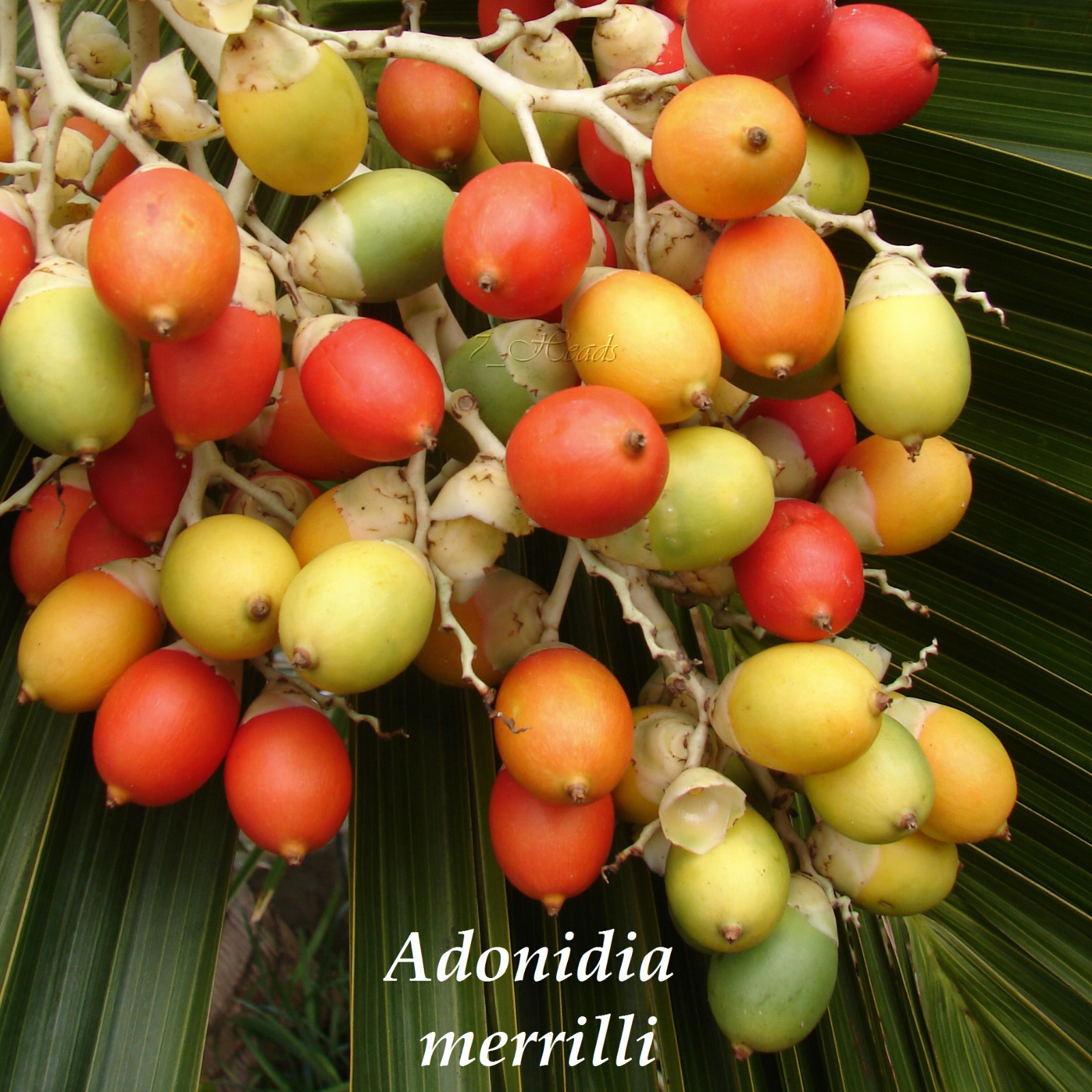 Christmas Palm Tree Adonidia merrilli 15 LIVE SEEDS TROPICAL Dwarf Royal Palm