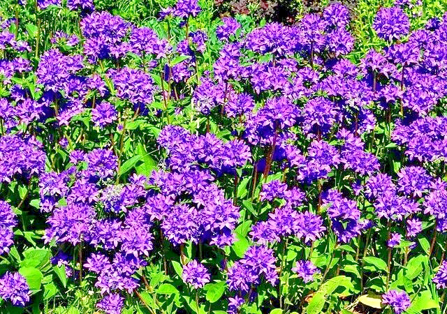 BLUE CLUSTERED BELLFLOWER, 200 SEEDS, CAMPANULA GLOMERATA ‘SUPERBA’ EASY TO GROW