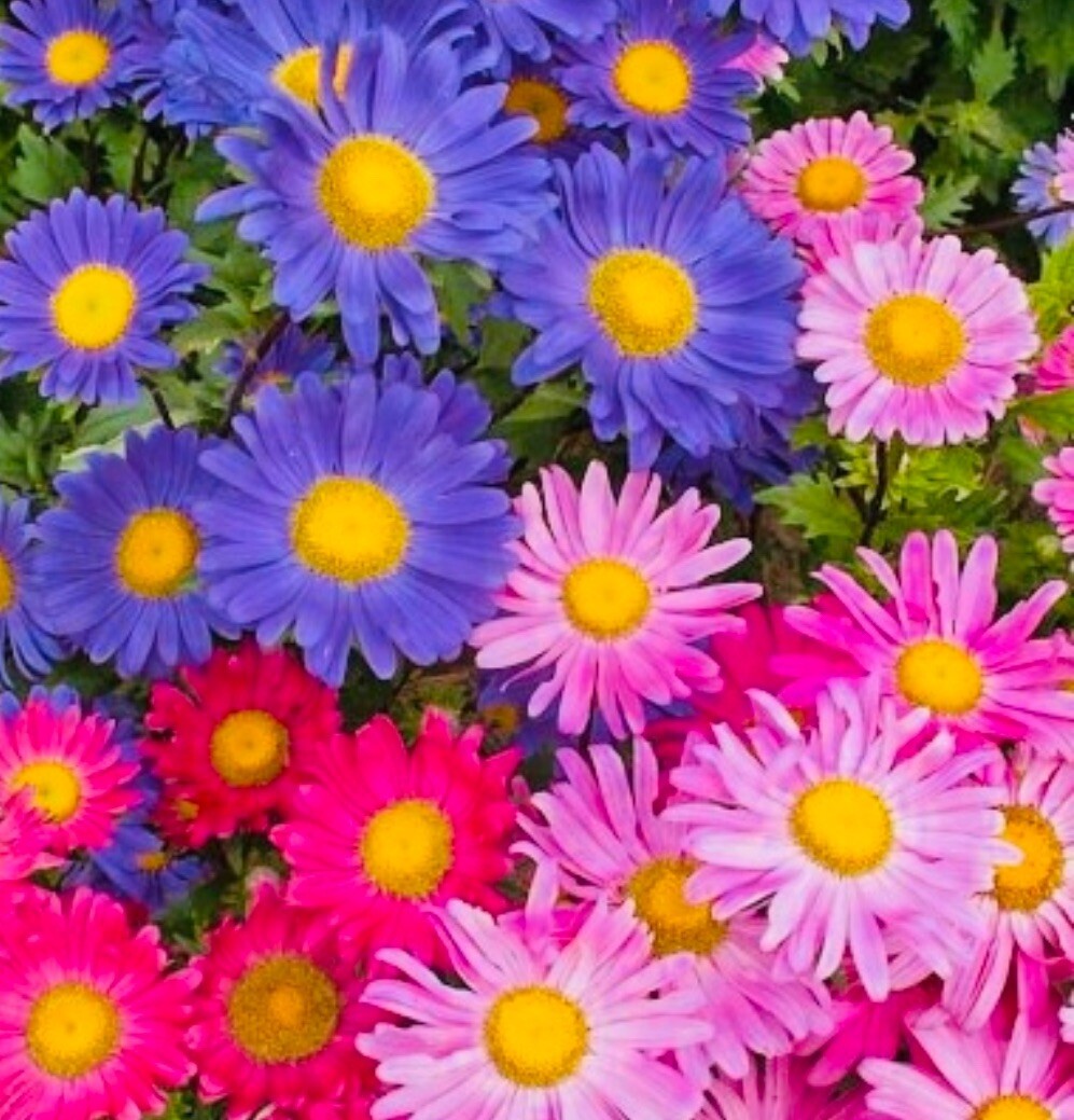 CHINA ASTER RAINBOW MIX FLOWER SEEDS FRESH HARVEST NON GMO FREE SHIPPING