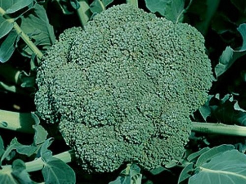 Broccoli, Waltham 29 100 – 125 NON – HYBRID NON – GMO Seeds Heirloom