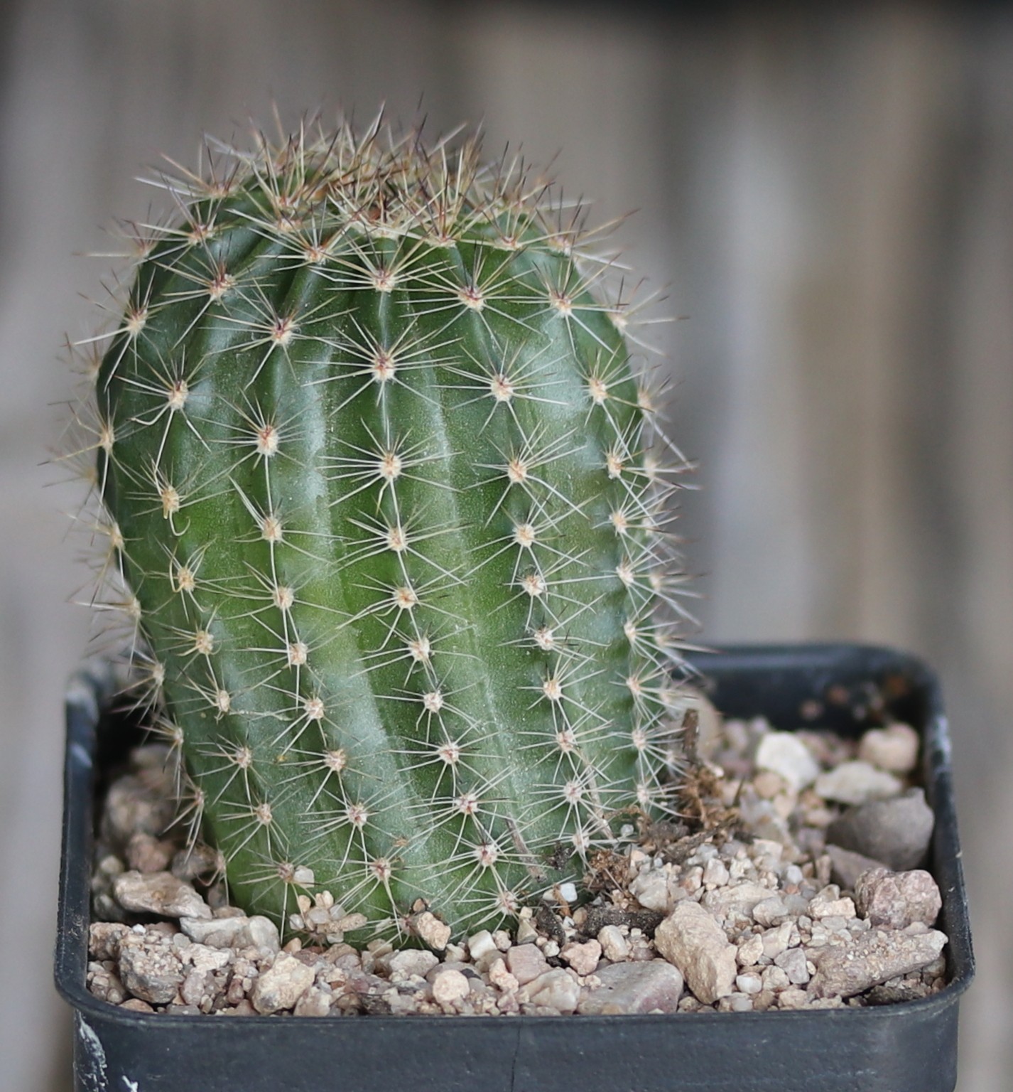 Echinopsis hybrid ‘Pandora’