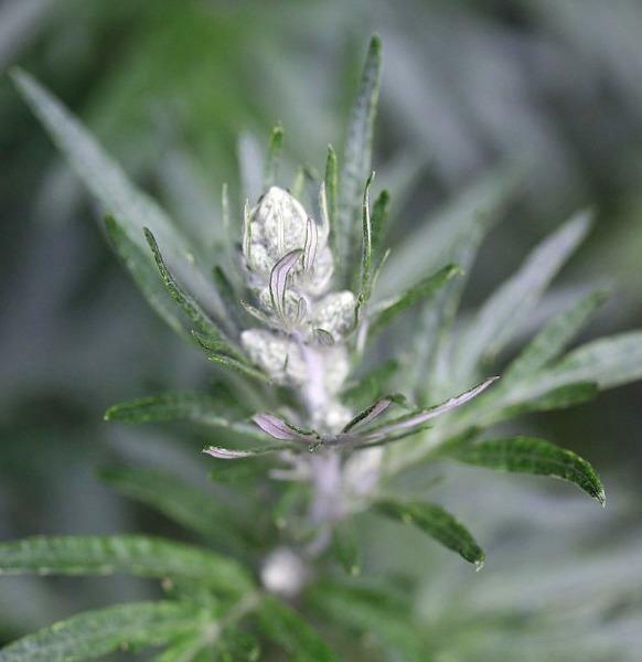 Artemisia vulgaris | Common Mugwort | Sailor’s Tobacco | Felon Herb | 20 Seeds