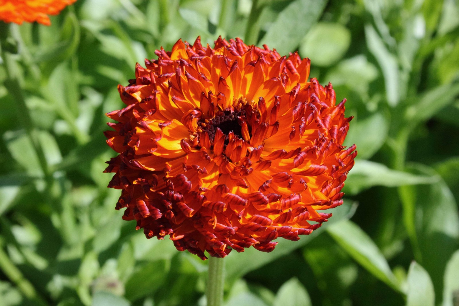 500 Mixed Colors FANCY MIX Pot MARIGOLD Calendula Officinalis Flower Seeds