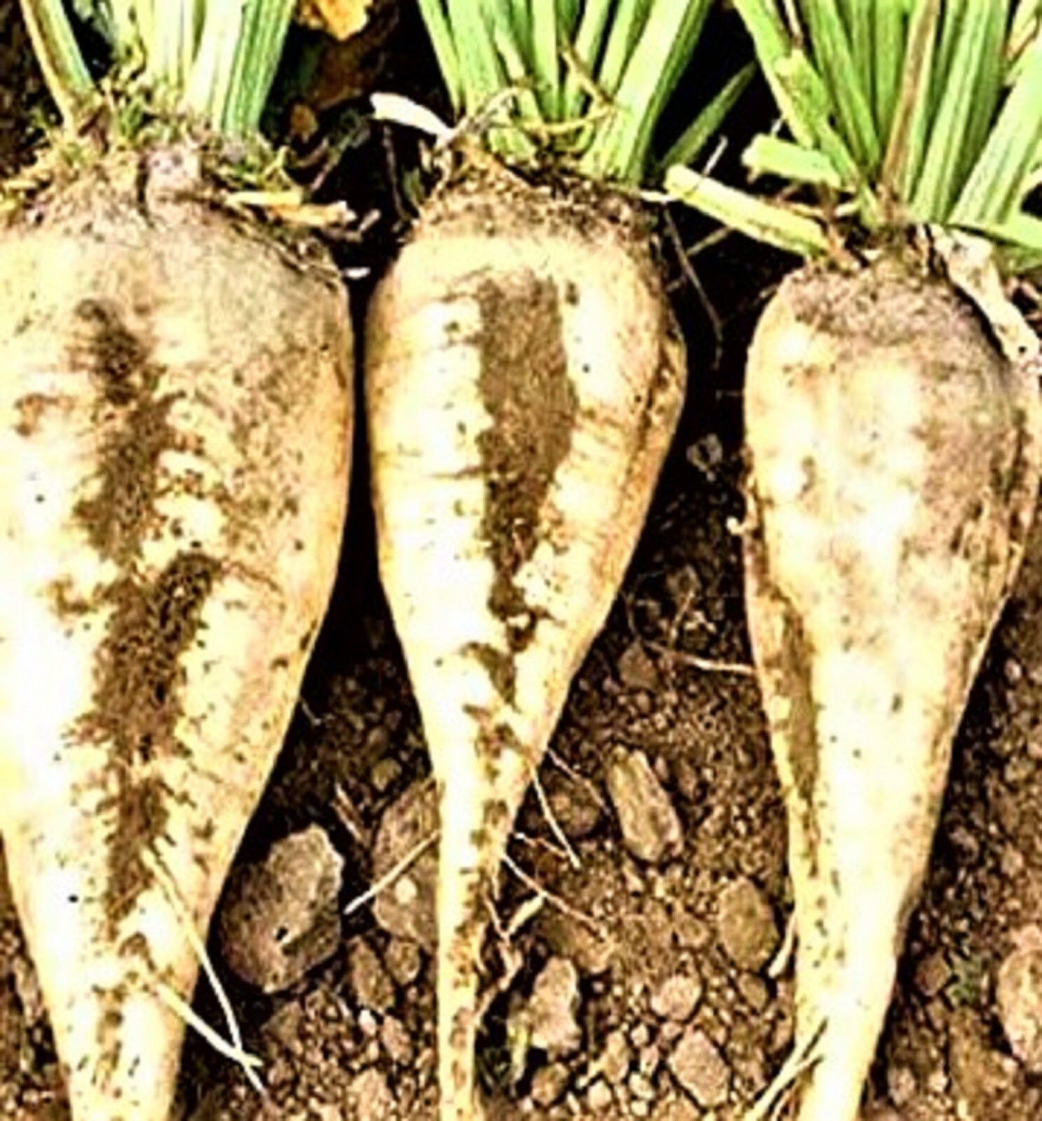 Sugar Beet Seeds 50+ Seeds NON-GMO BUY 4 GET FREE SHIPPING