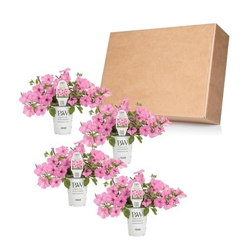 Petunia Plants – Supertunia Vista Bubblegum – 4 Pack – Annual Spring & Summer Bl