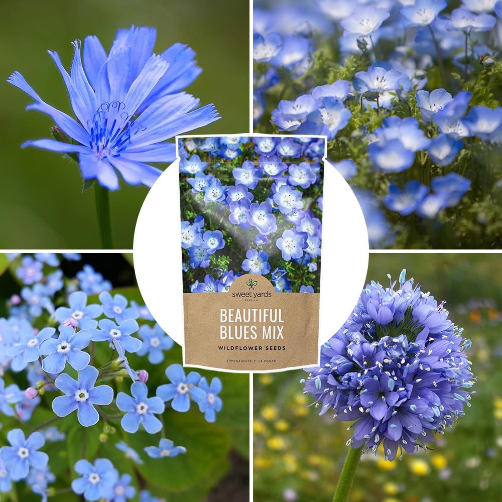 All Blues Wildflower Seeds – Bulk 1/4 Pound Bag – Over 30000 PureAnnual and P…