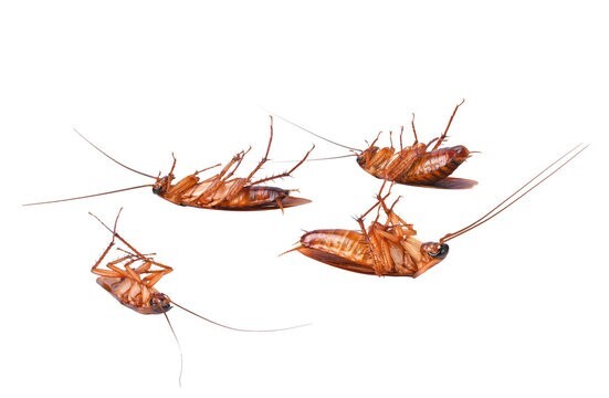 Roach,Bites, Rates