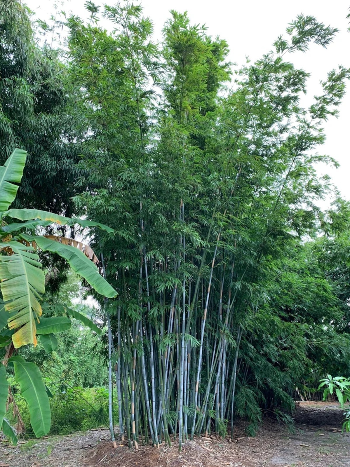 100 Blue Timber Bamboo Seeds Perennial Ornamental Seed Privacy Shots US SELLER