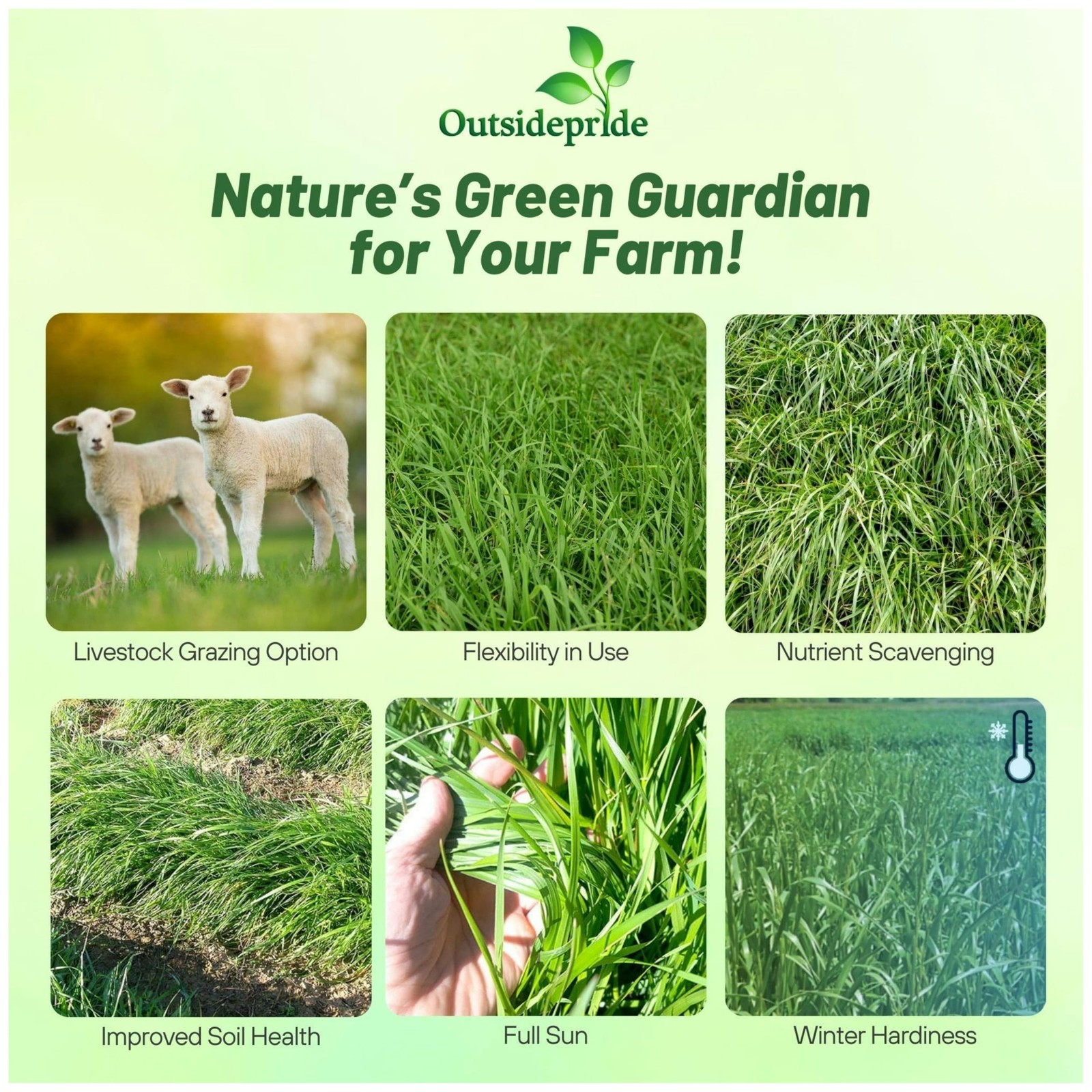 25 LBS Annual Ryegrass Seed – Cover Crop