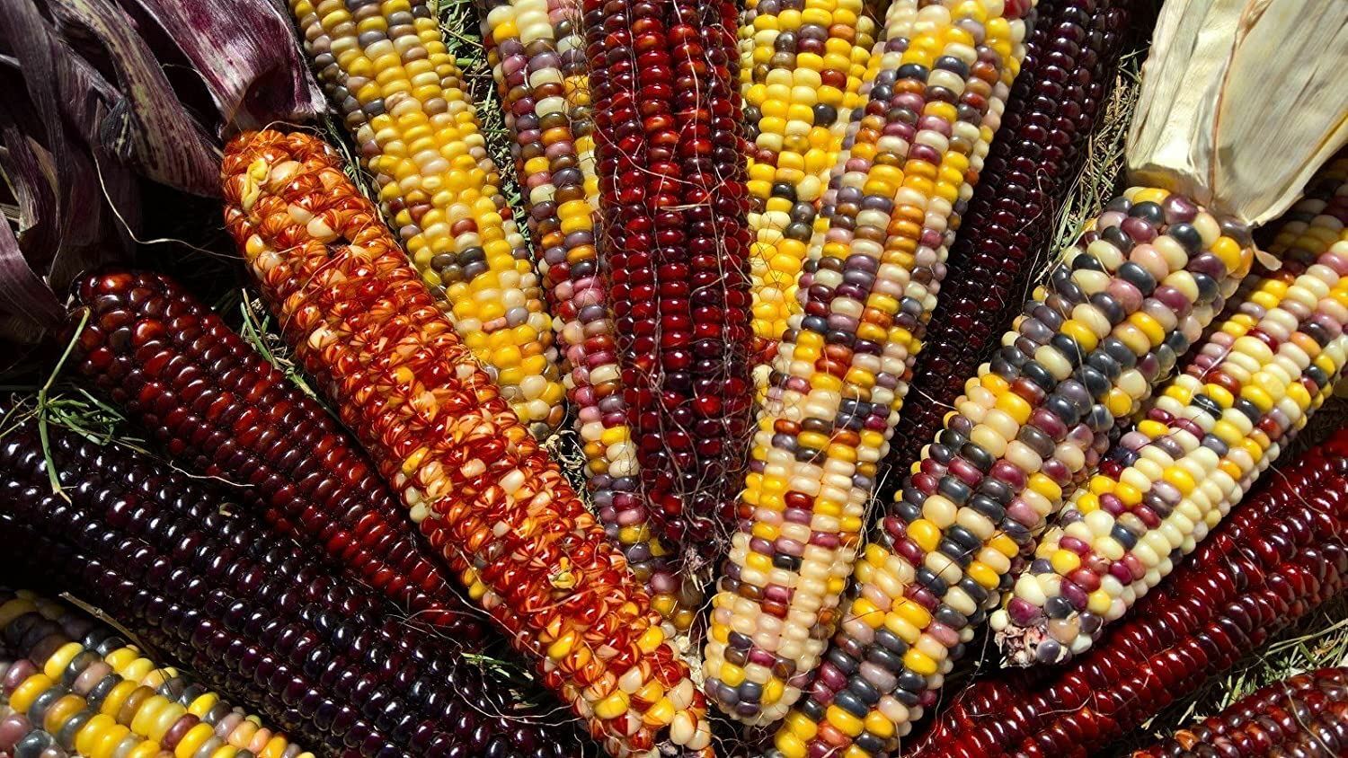 Corn Seeds- Indian Ornamental Corn Seeds ,”COOL BEANS N SPROUTS” Brand. Home Gar