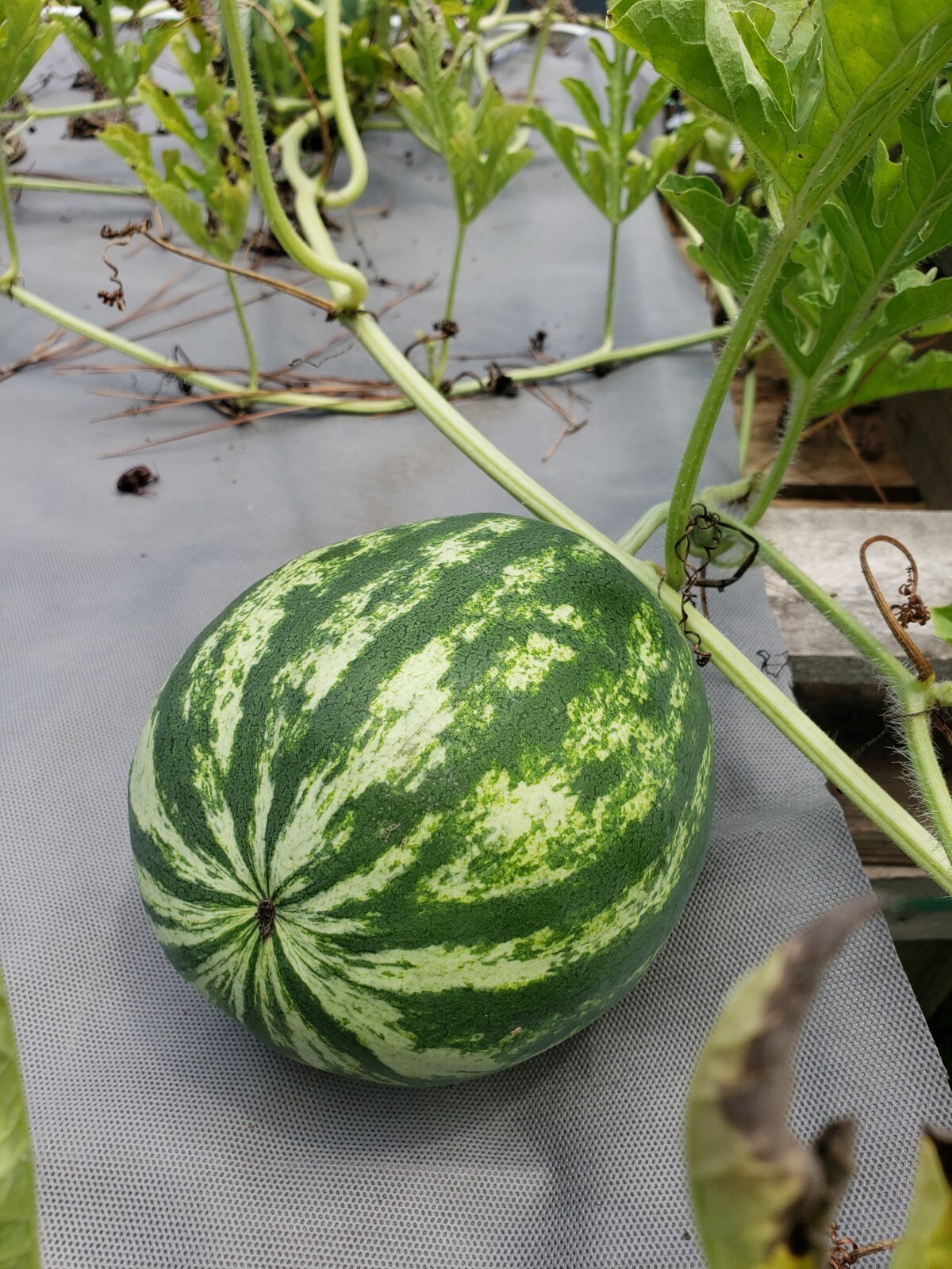 Heirloom, Open Pollinated, Non GMO Garden Seeds