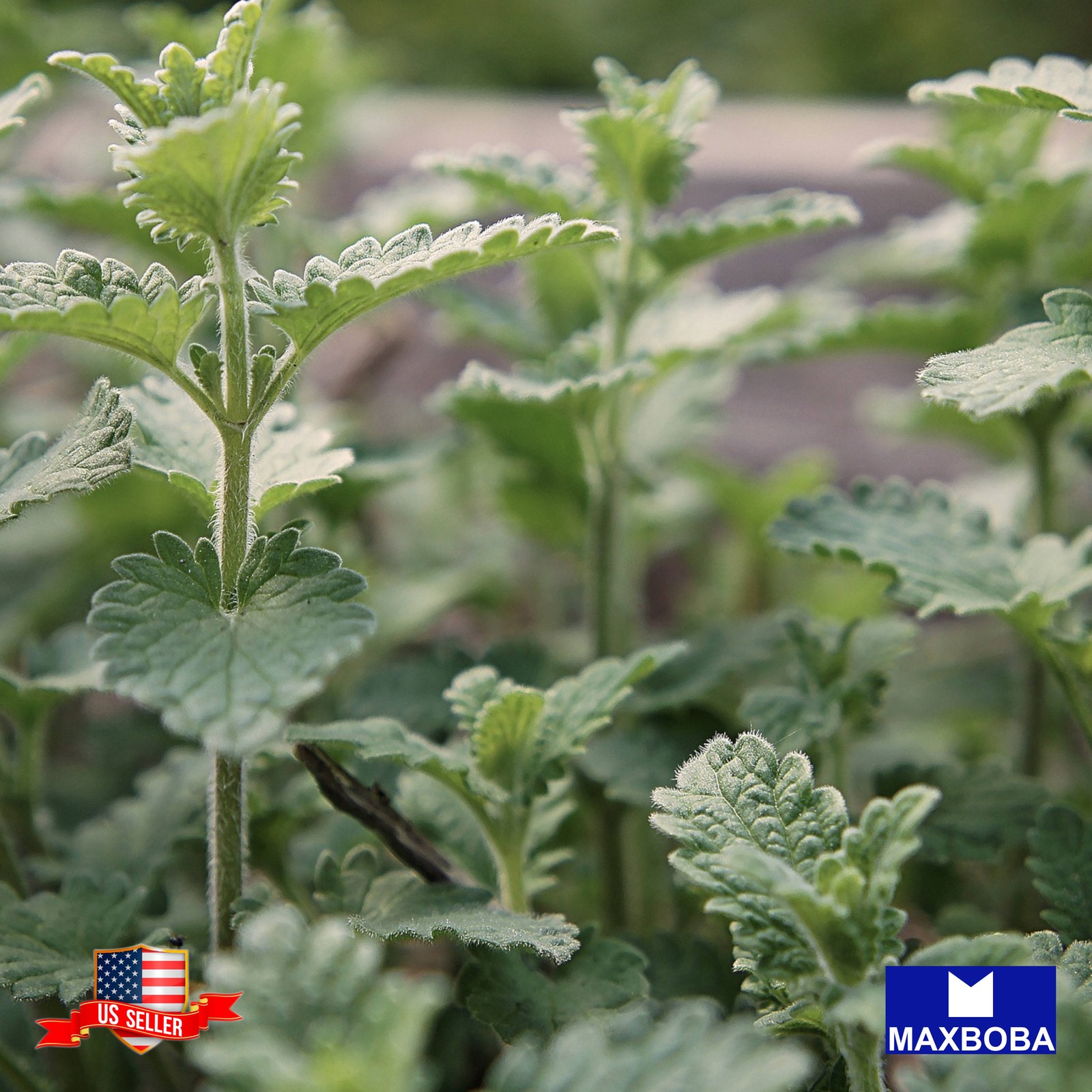 2400+ Catnip Herb Seeds Non-GMO Heirloom Garden BOGO 50% OFF