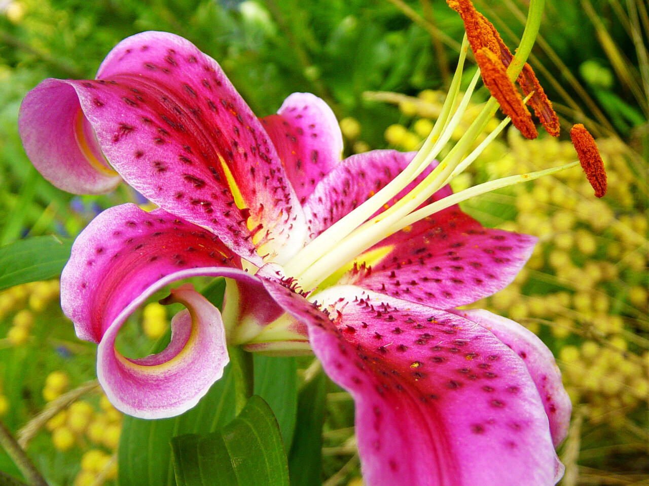 10 Stargazer Lily bulbs