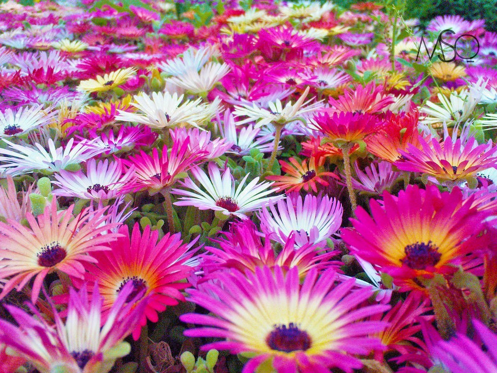 8000+ICE PLANT MIX Flower Seeds Groundcover Drought Heat Poor Soils Fast Easy