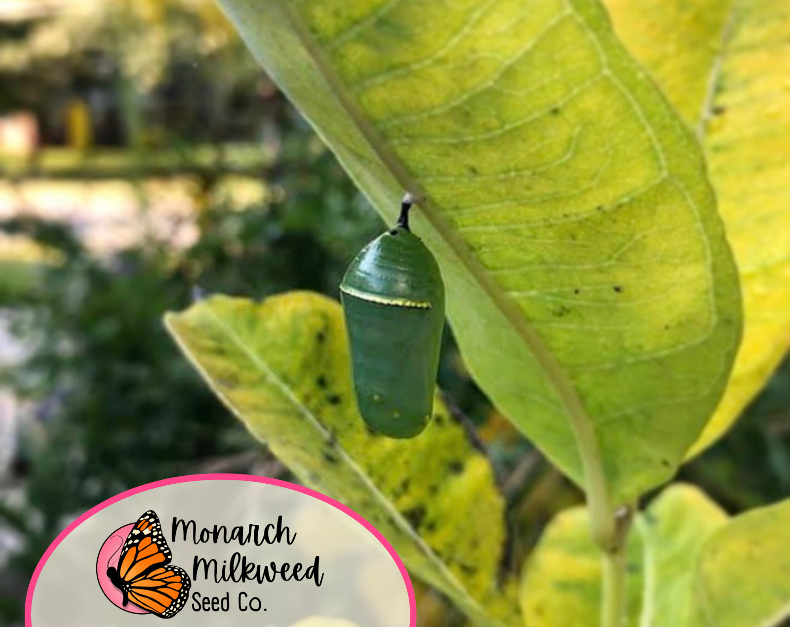 425+ Common Milkweed Seeds (Asclepias Syriaca) Native Monarch Butterfly Flower