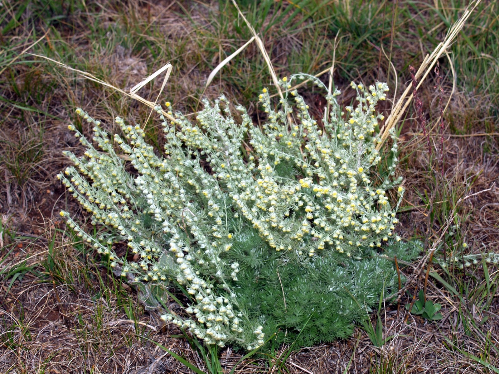 Fringed Sagebrush Seeds – Artemisia frigida – Prairie Sagewort – Arctic Sage