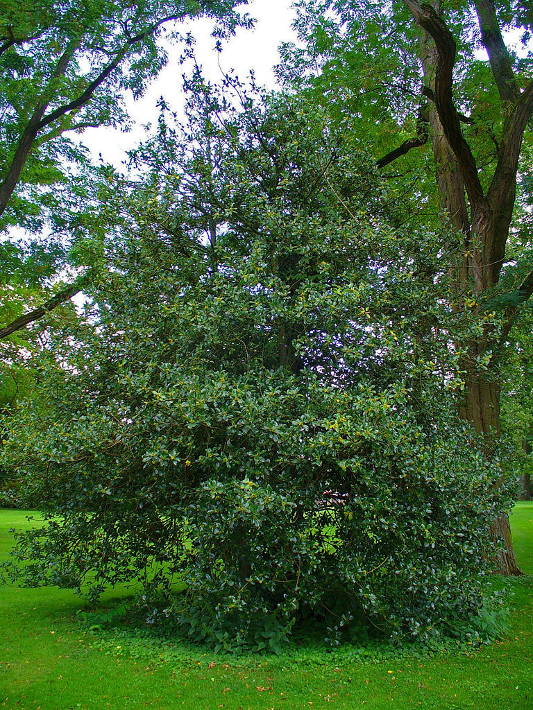 English Holly, Ilex aquifolium, Tree Seeds