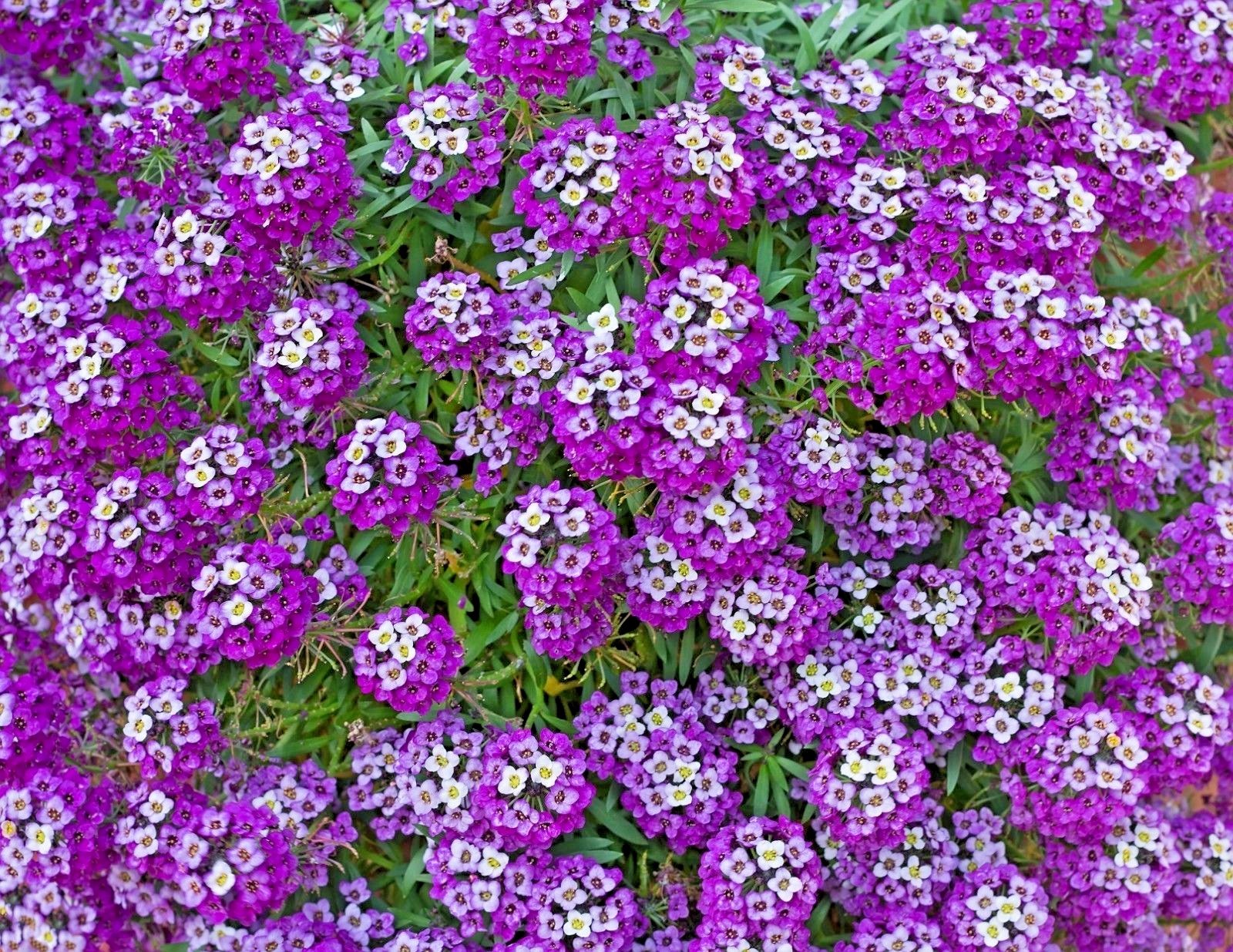 1001+ROYAL CARPET SWEET ALYSSUM Flower Seeds Drought Heat Groundcover Baskets