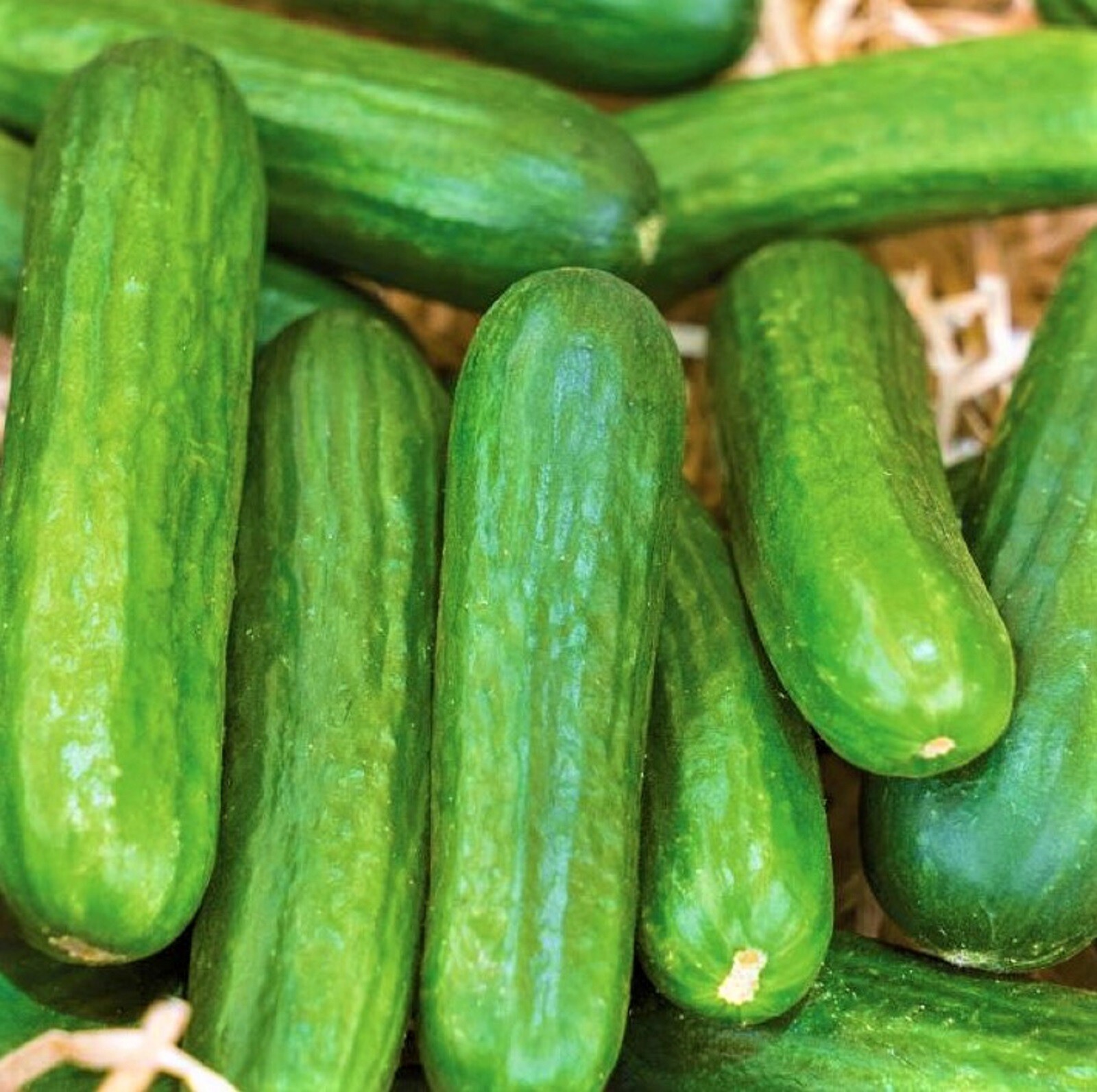 Muncher Cucumber Seeds 40 SEEDS NON-GMO –BUY 4 ITEMS FREE SHIPPING