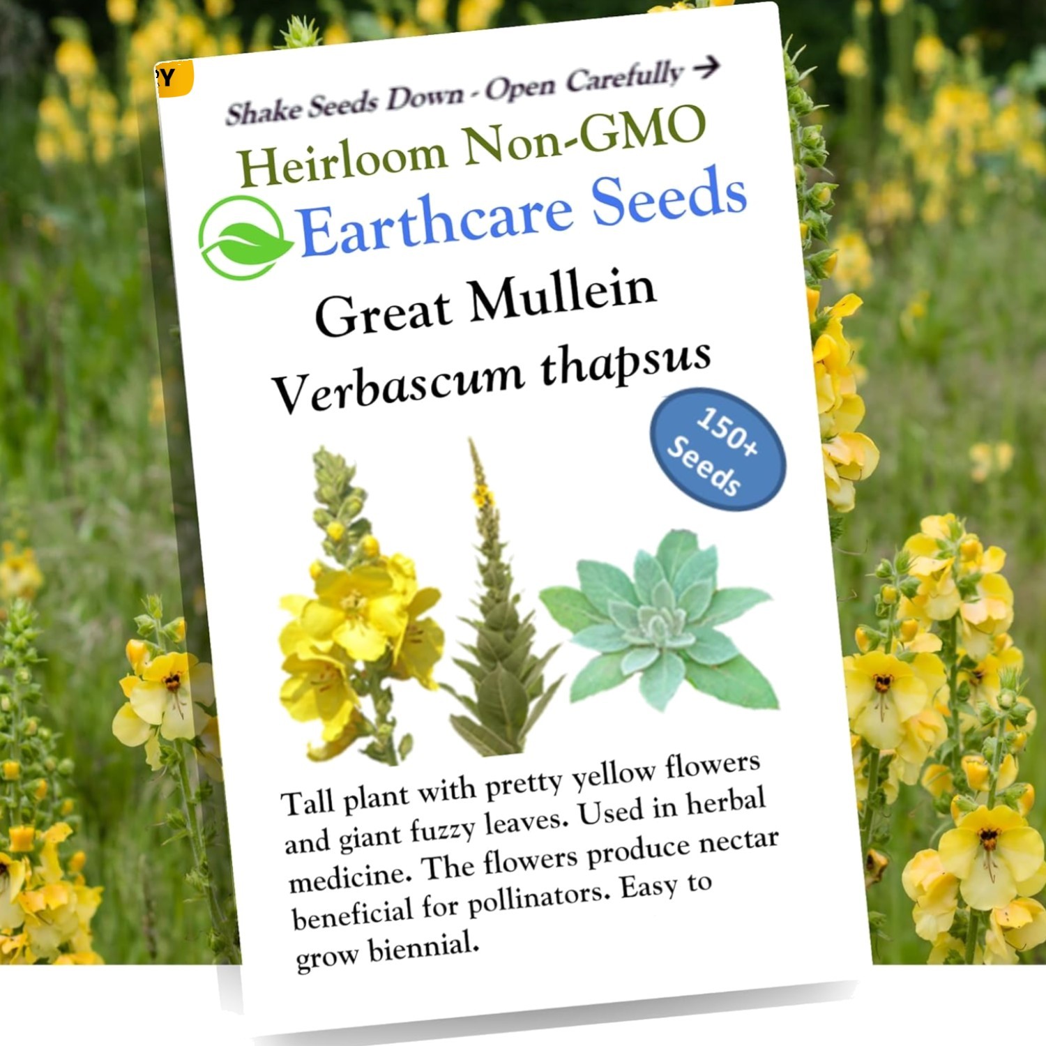 Attractive Mullein Seeds – 150 Heirloom Wildflower Seeds for Pollinator Gardens