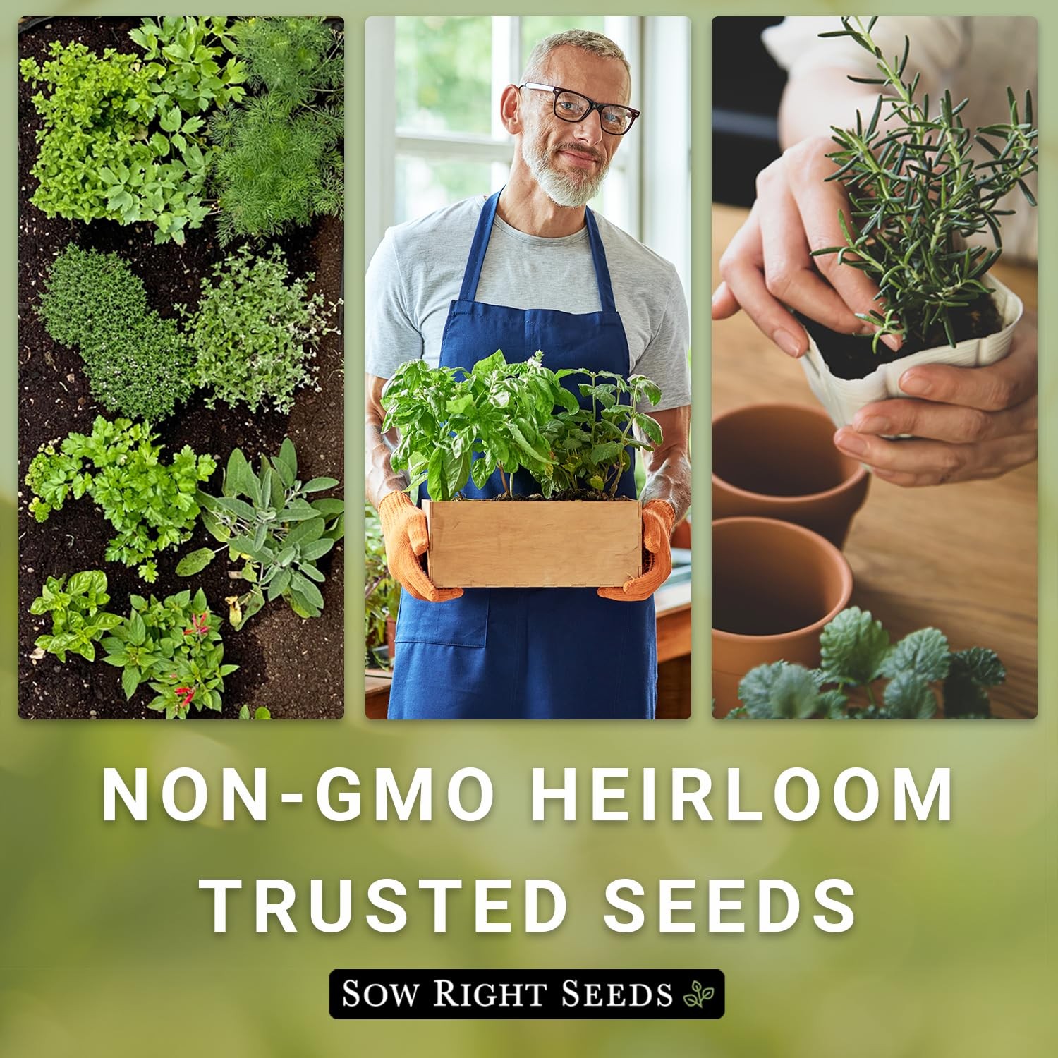 – Cilantro Seeds for Planting – Non-GMO Heirloom Packet with Instructions to …