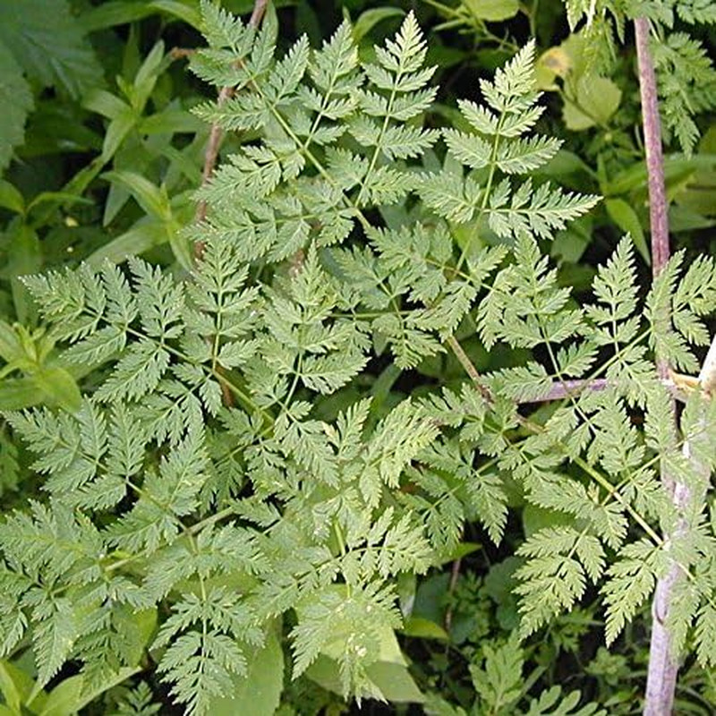 – Poison Hemlock (Conium Maculatum) – Grow Now or Store for Future Planting – Ca