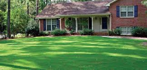 10 LBS SHADY BLEND GRASS SEED KY BLUEGRASS CREEPING FESCUE PERENNIAL RYEGRASS