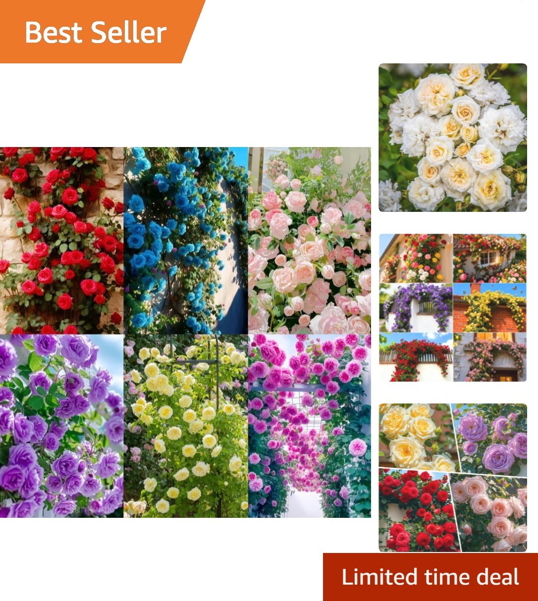 150+ Mix Climbing Rose Seeds for Planting Outdoors-Perennial Rose Flower Seed…