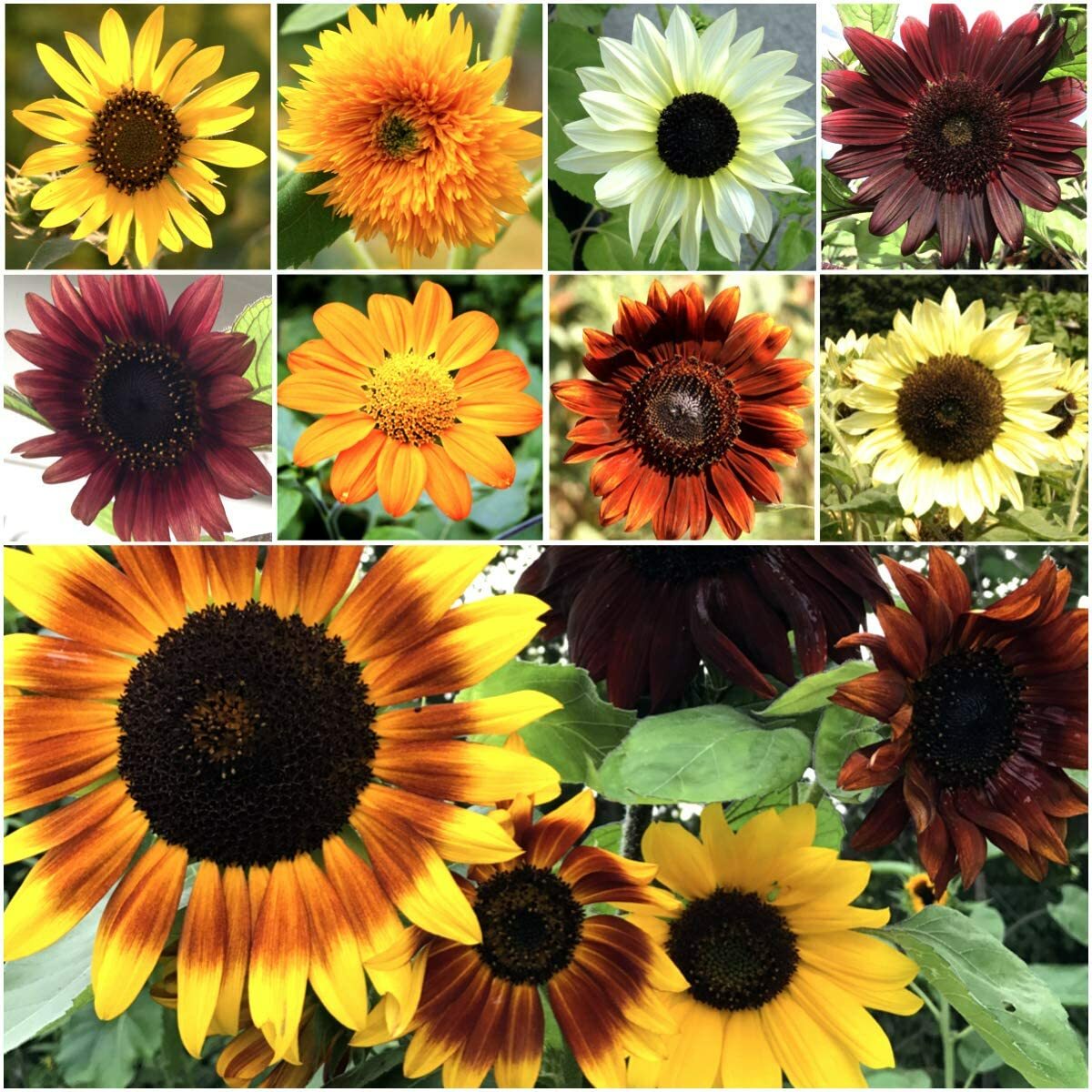 Bulk Sunflower Mix for Planting | 1000+ Heirloom Non-GMO Sunflower Mix