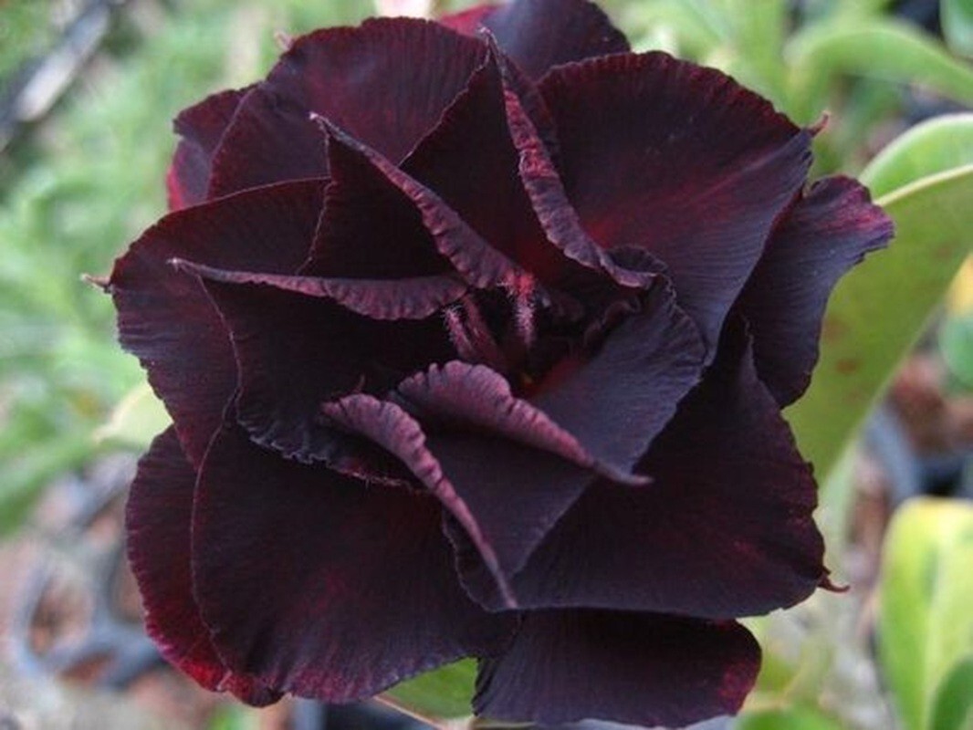 4 Dark Purple Desert Rose Seeds Adenium Obesum Flower Perennial Seed US SELLER