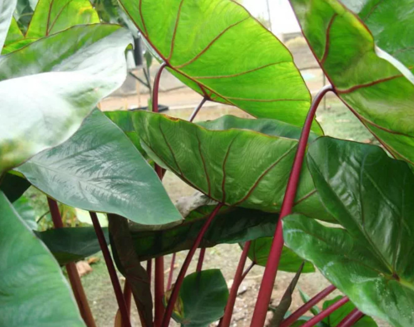 Hawaiian Punch Colocasia Plant – 4-9″ Tall – Colorful Elephant Ear – Zones 8–11