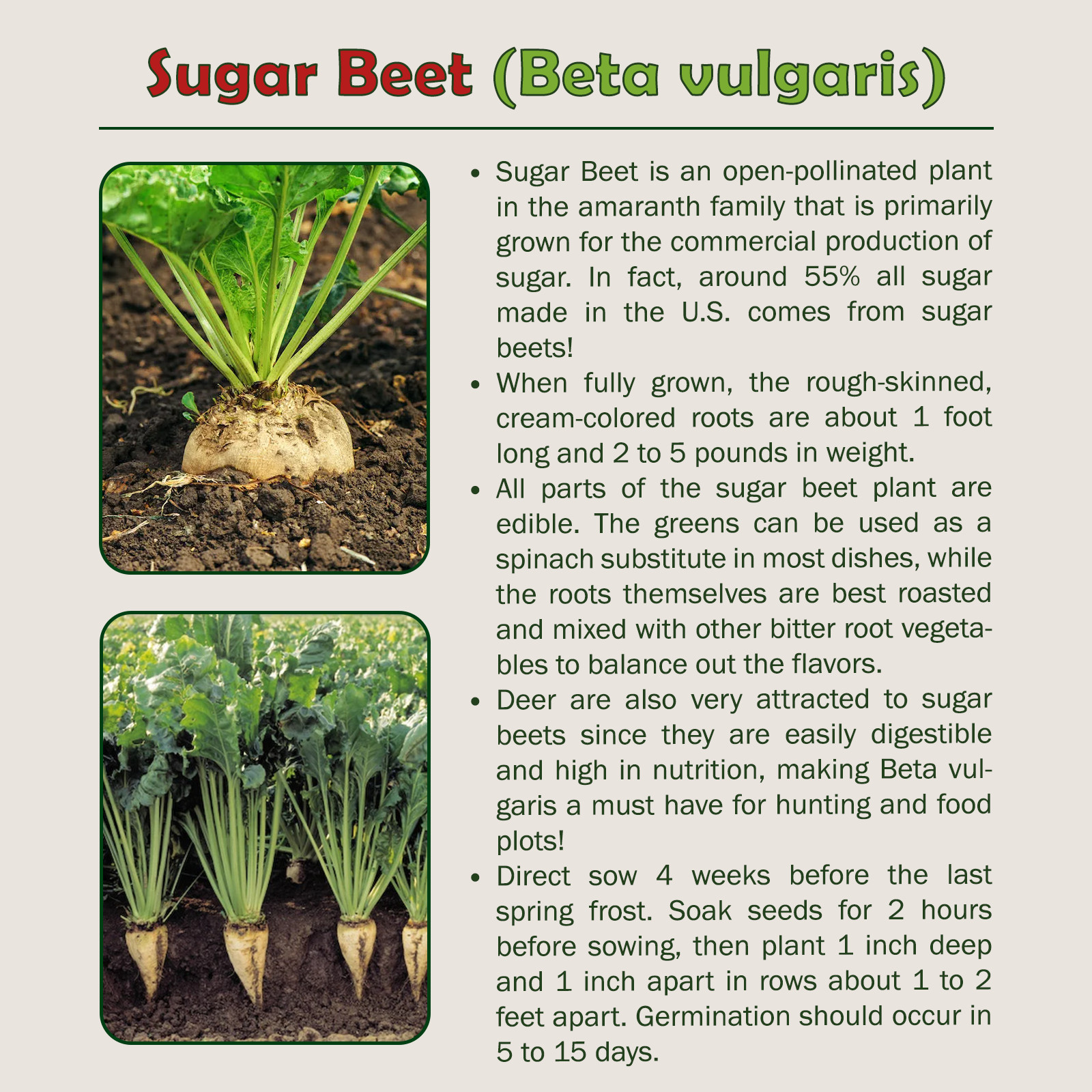 100 Sugar Beet Seeds, Beta vulgaris, Open Pollinated, Deer Magnet, Genuine USA