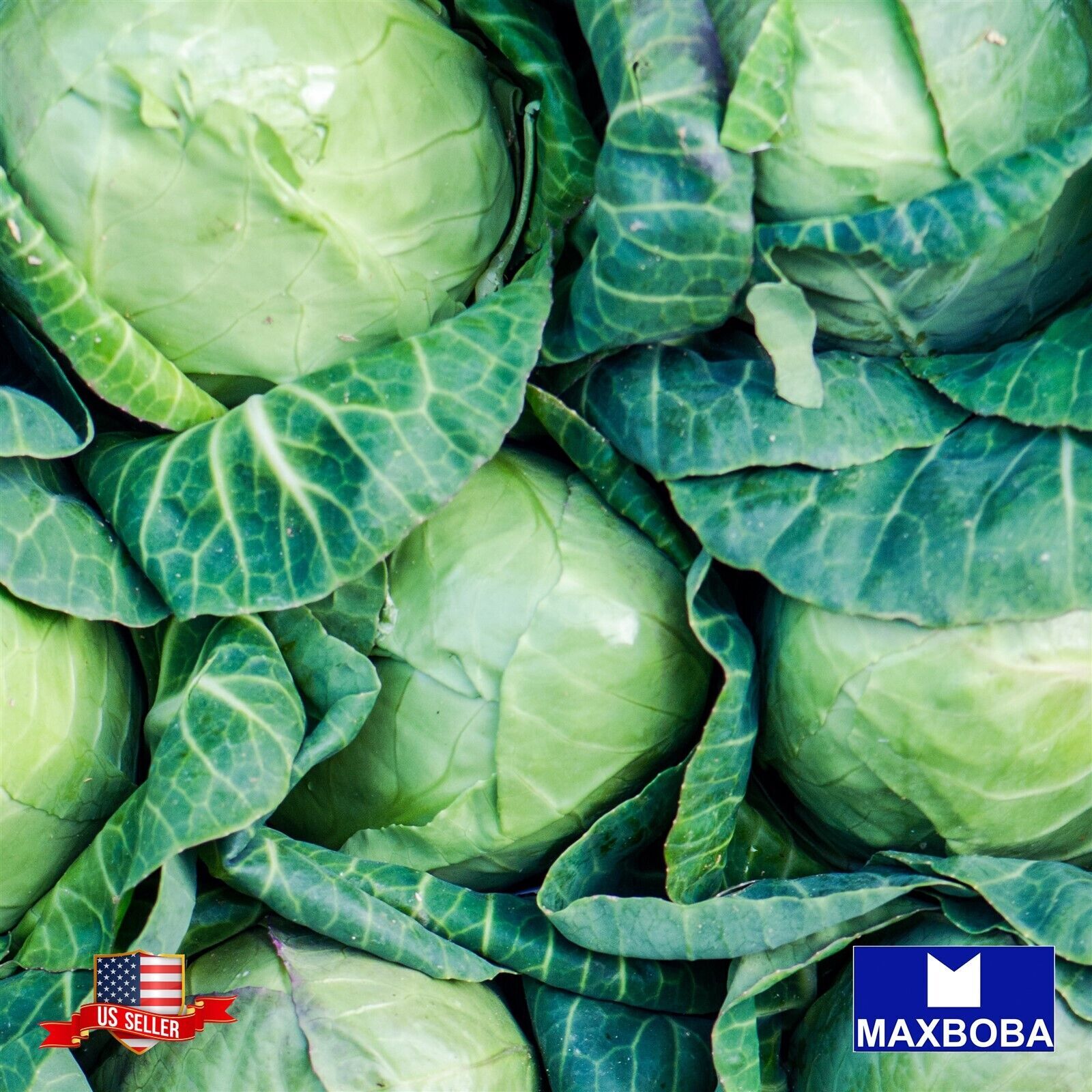 Cabbage Seeds – All Seasons Cabbage – Non-GMO Heirloom and Vegetable