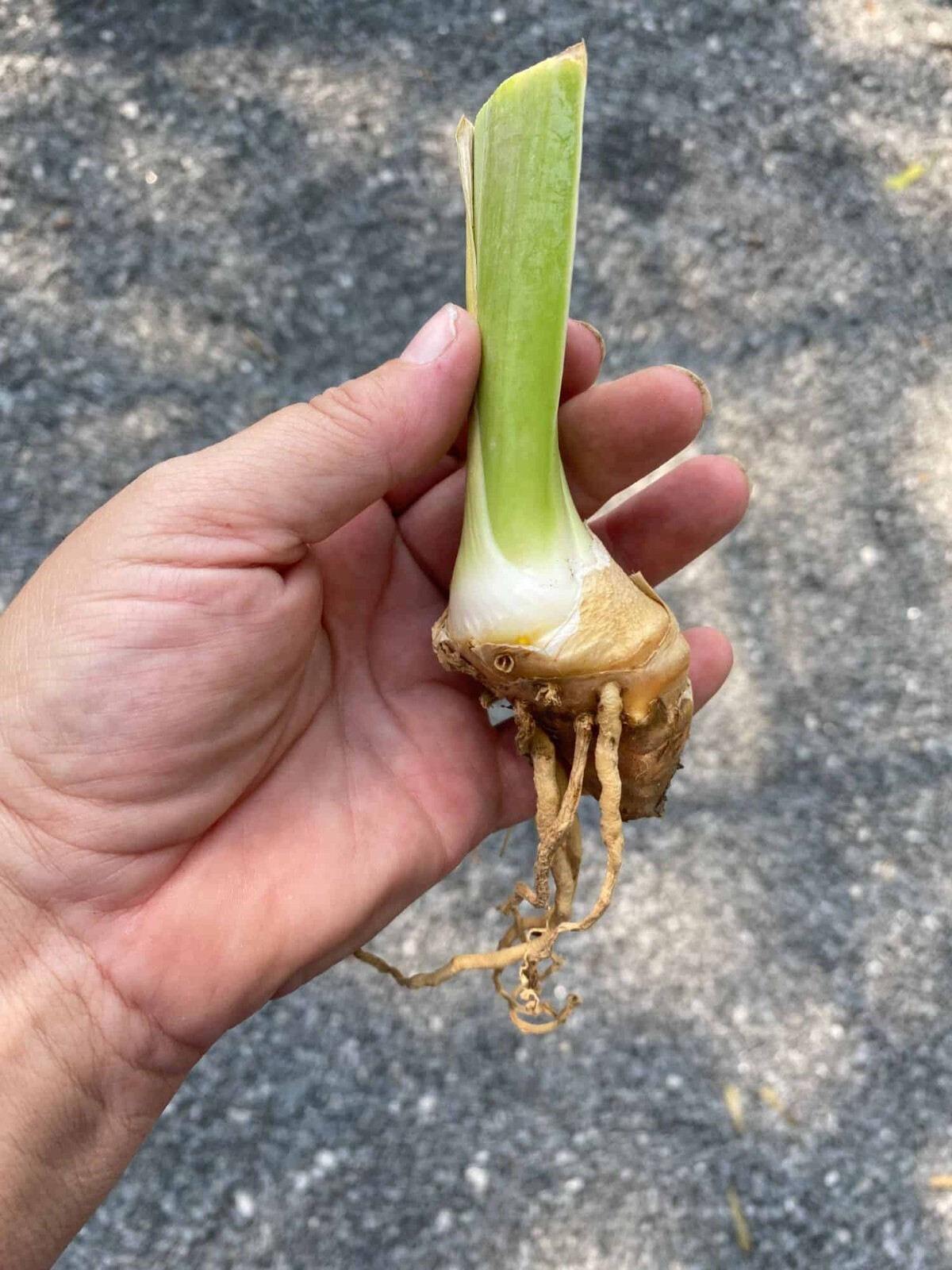 1 -MERCHANT MARINE Ruffled Blue GERMAN BEARDED IRIS Bulb Root Rhizome
