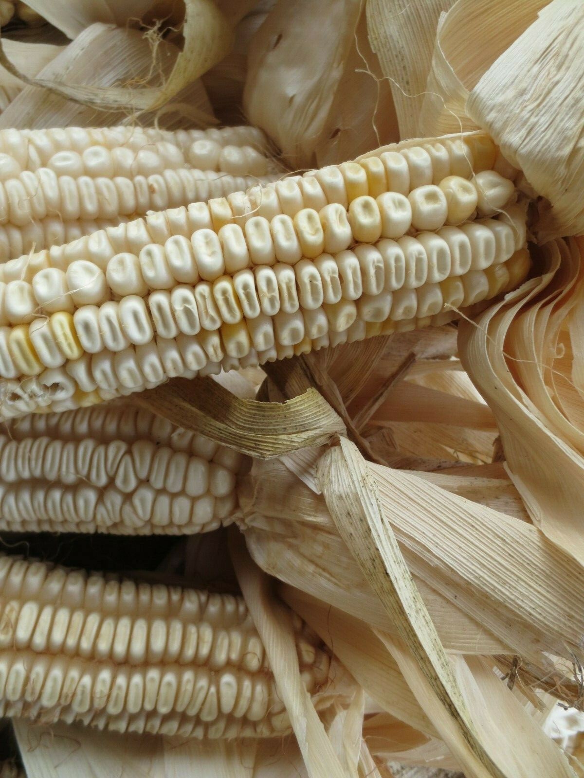 Hickory King White Dent Corn 1/2-po Organic Heirloom Seed Tortilla Flour Non-GMO