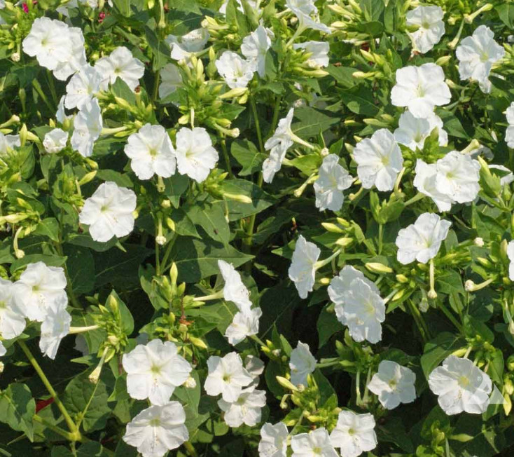 Four O’Clock WHITE PURITY Mirabilis jalapa Night Blooms USA Non-GMO 25 Seeds!