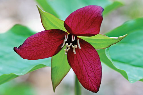 5 Red Trillium bulbs Wood Lily (Trillium erectum)
