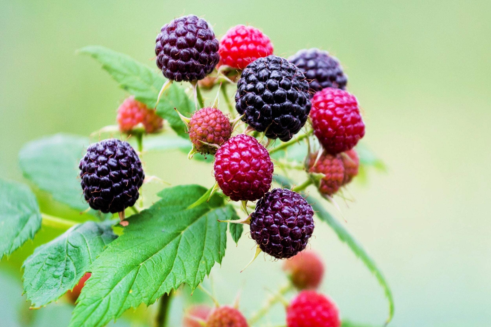 50 WHITEBARK Black RASPBERRY Western Blackcap Rubus Leucodermis Fruit Berry Seed