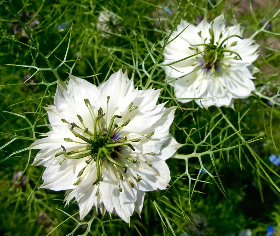 501+LOVE IN A MIST Flower Seeds Flowering Annual Cut Dried Flowers Container