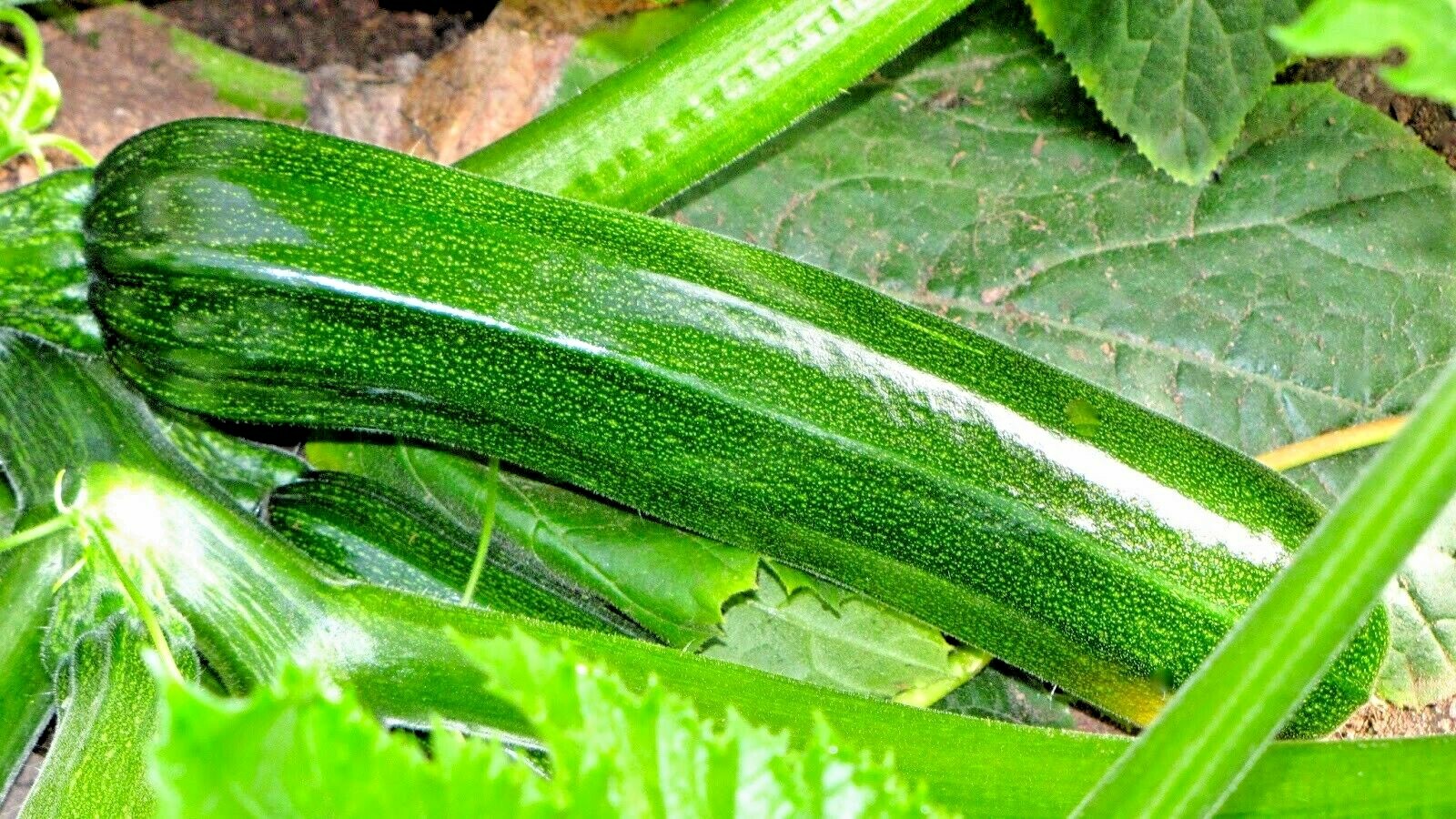 31+ Zucchini SUMMER SQUASH Seeds Black Beauty Organic Heirloom Garden Container