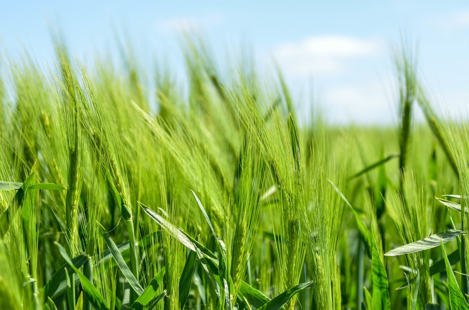 500 Hard Red Spring Wheat Grain Seeds! -Heirloom Wheat-All Natural Non GMO