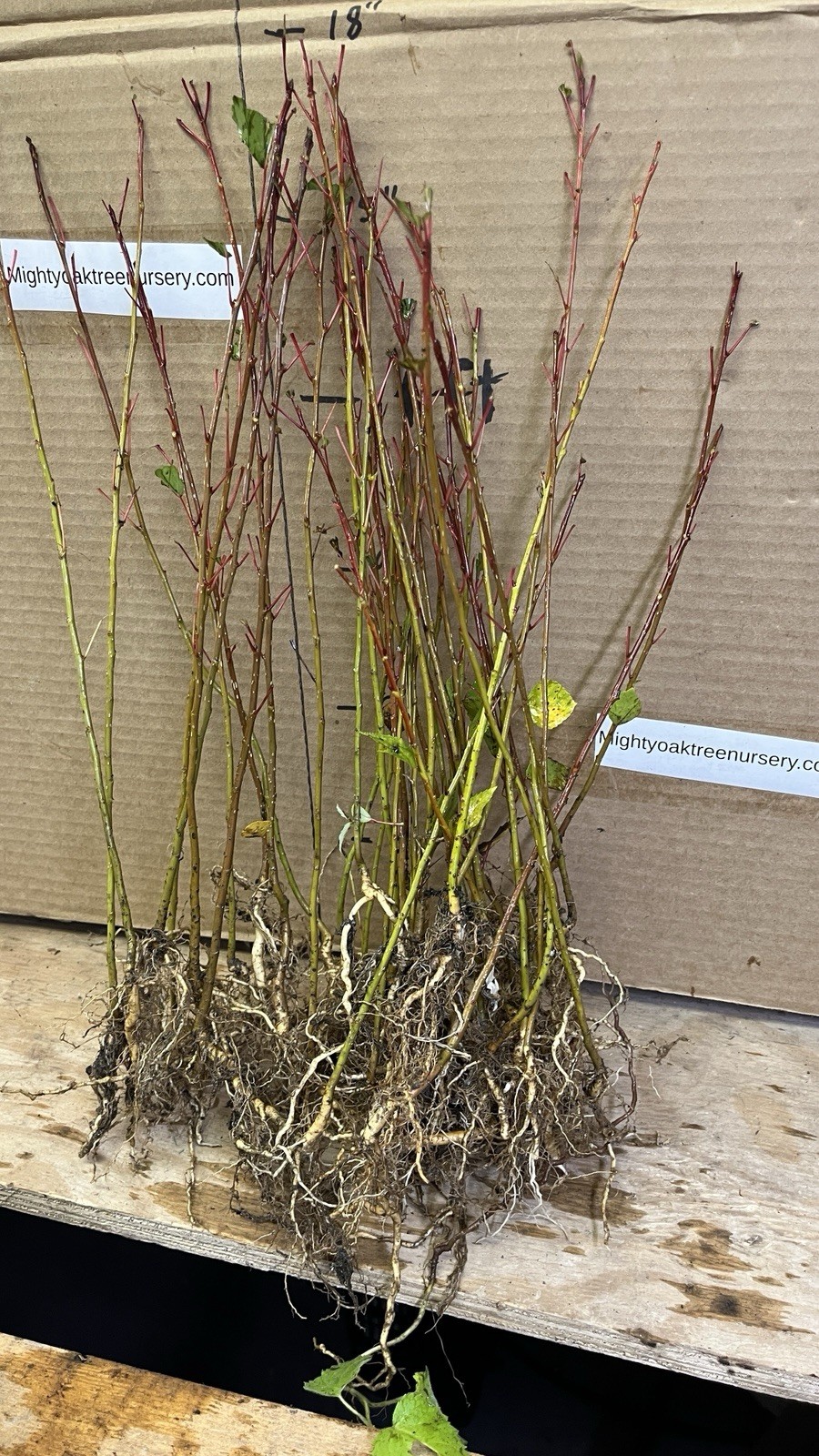 Cottonwood Tree, 1 year old healthy plant, Populus Fremontii 8-12 inches tall